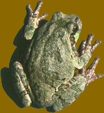 Gray treefrog