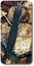 Salamanders