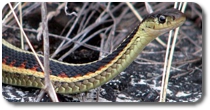 Smooth Greensnake (Amphibians and Reptiles of Manitoba) · iNaturalist