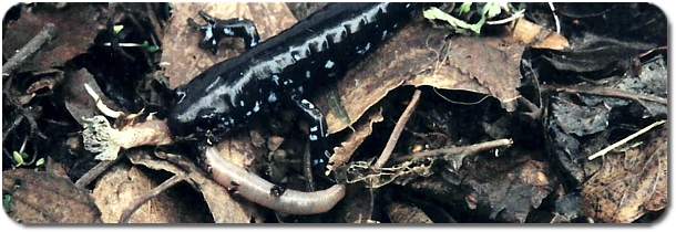 Salamander eating a worm