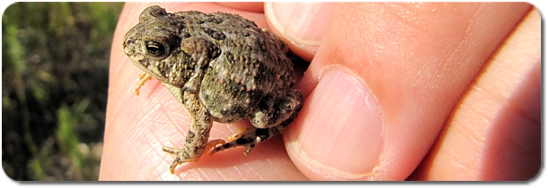 toad life cycle