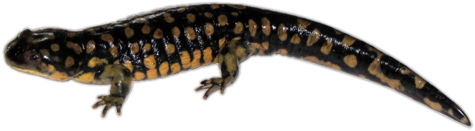 Larval salamanders make great bait for predator fish