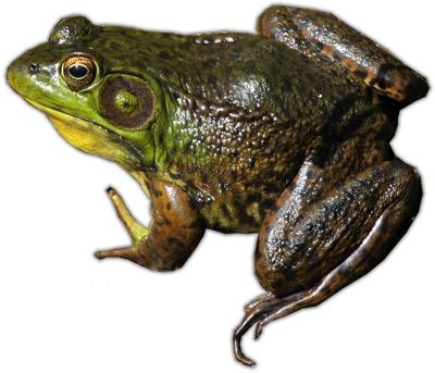 Green Frog