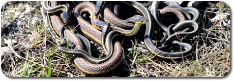 Life Cycle Snake