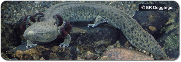 where can i find mudpuppies