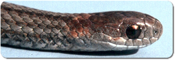 Red-bellied Snake