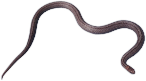 Learn about red-bellied snakes