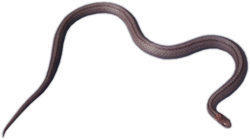 Northern Redbelly Snake