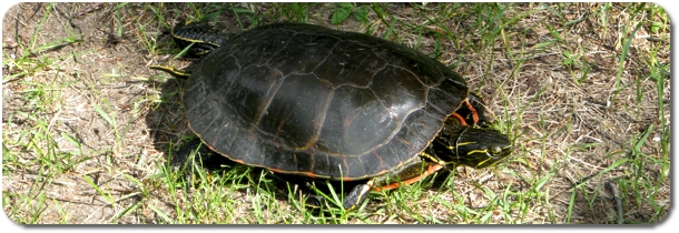 Painted Turtle