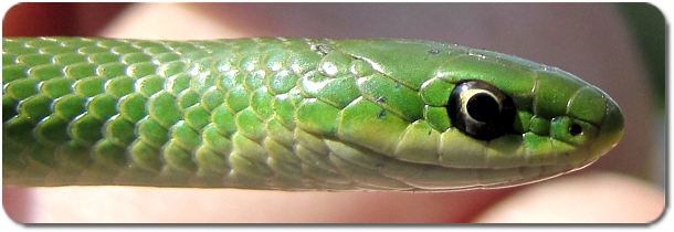 Smooth Green Snake (Opheodrys vernalis) - Reptiles and Amphibians