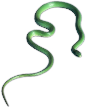 Smooth Green Snake - Virginia Snake Removal