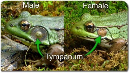 Green Frog tympanums