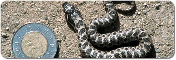 baby eastern hognose snake