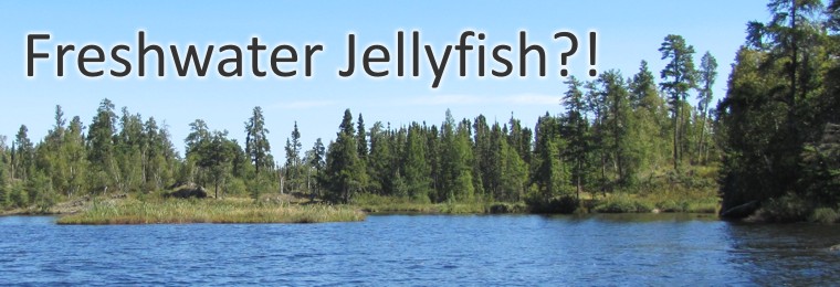 Freshwater Jellies