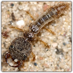 Tiger Beetle Jaw