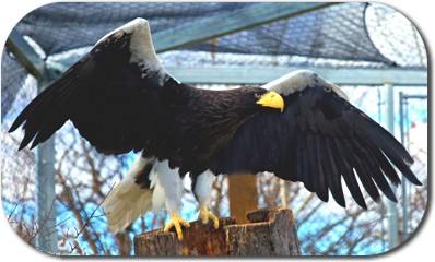 Steller's Sea Eagle