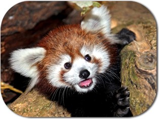 Red Panda