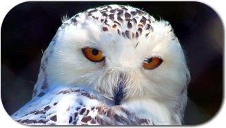 Snowy Owl