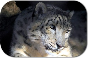 Snow Leopard