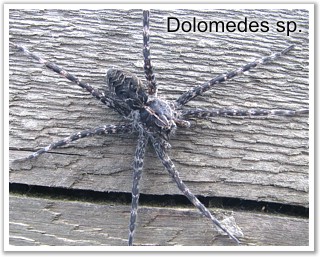 Dolomedes sp.