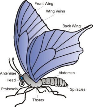 A Butterfly's Body - NWF