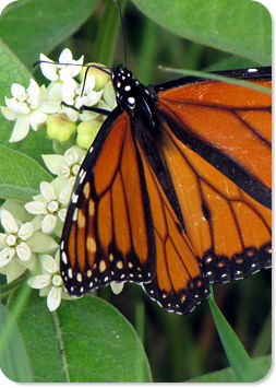 Monarch Butterfly