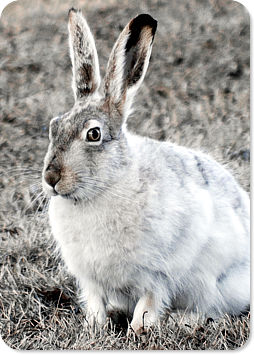 White-tailed Jack Rabbit