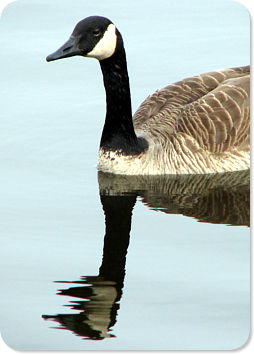 Canada Goose