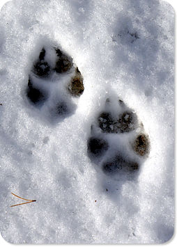 Fox tracks in snow.