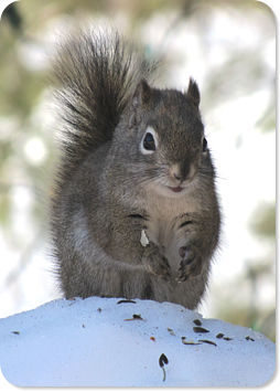 Red Squirrel