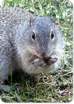 Franklin Ground Squirrel