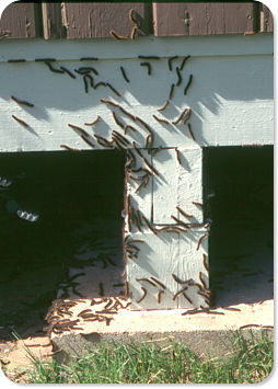 Tent Caterpillars on cottage