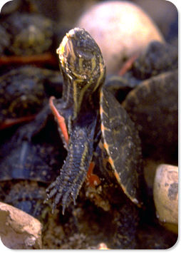 Baby Painted Turtle