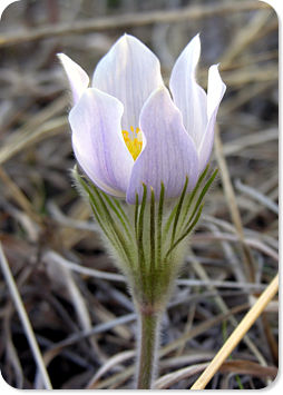 Prairie Crocus