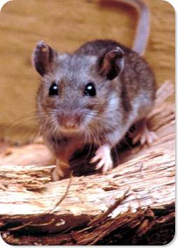 Deer Mouse