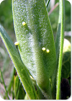 Monarch butterfly eggs