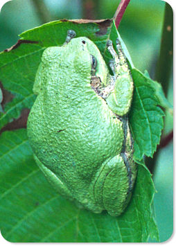 Gray Treefrog