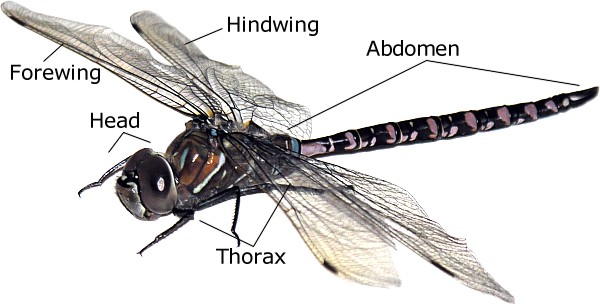 Dragonflies of Manitoba
