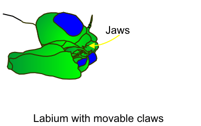 Labium Slow Motion