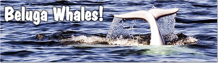 Beluga Whales!
