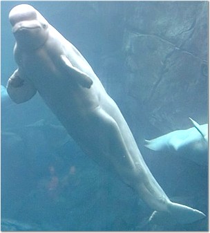 Beluga - Georgia Aquarium