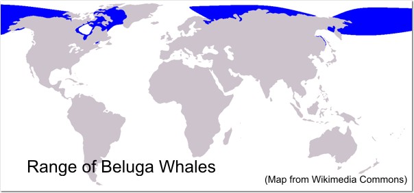 Range of Belugas