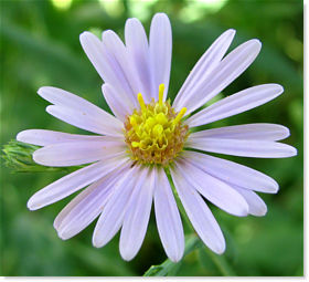 Smooth Aster