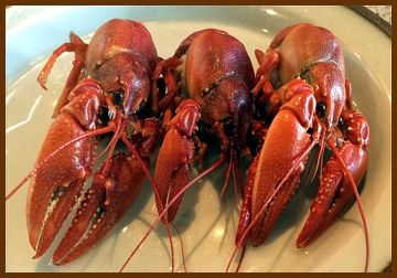 Cooked Crayfish