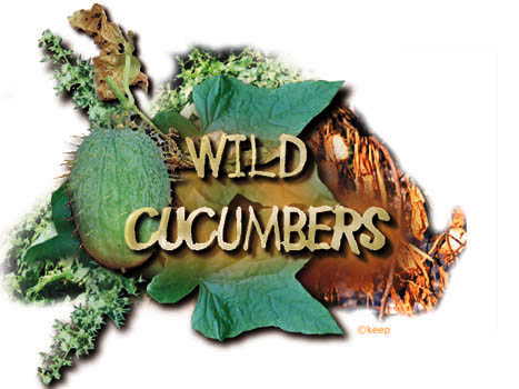Wild Cucumber
