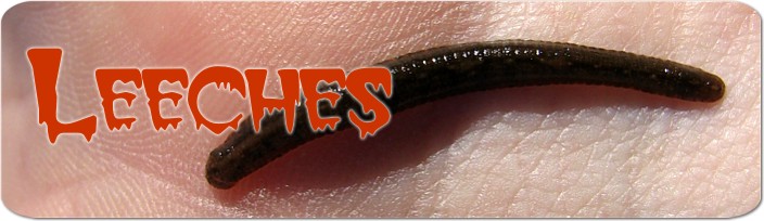 Leeches: Good Guys with a Bad Rap