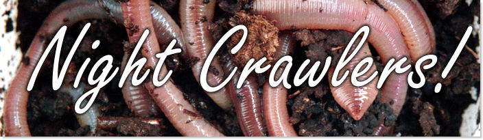 What Are The Different Types of Nightcrawler Worms? - Uncle Jim's