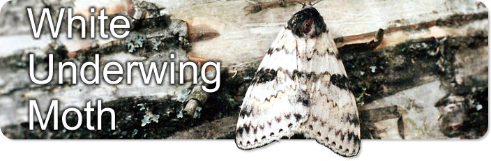 White Underwing Moth