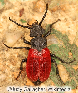 Blister Beetle