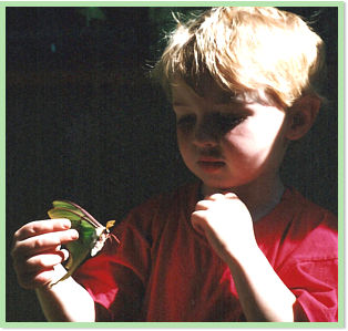 Polyphemus moth